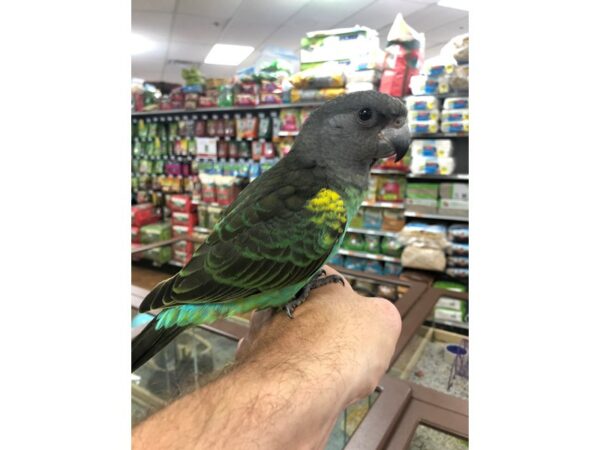 Myers Parrot-BIRD-Female--24398-Petland Racine, Wisconsin