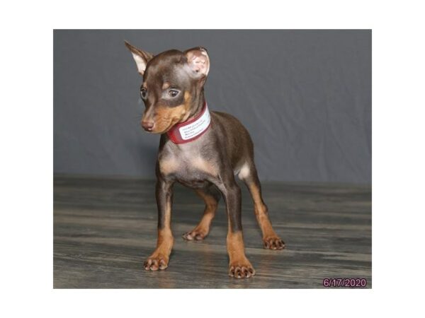 Miniature Pinscher-DOG-Female-Chocolate / Tan-15658-Petland Racine, Wisconsin