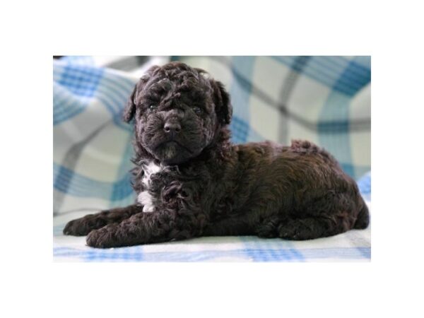 Poodle-DOG-Male-Black / White-24403-Petland Racine, Wisconsin