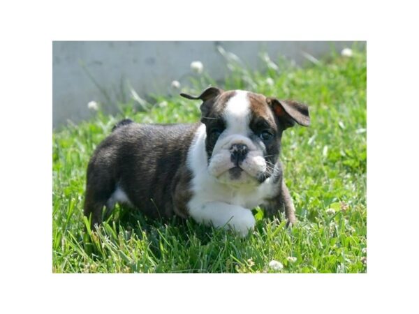 Bulldog-DOG-Male-Brindle-24409-Petland Racine, Wisconsin