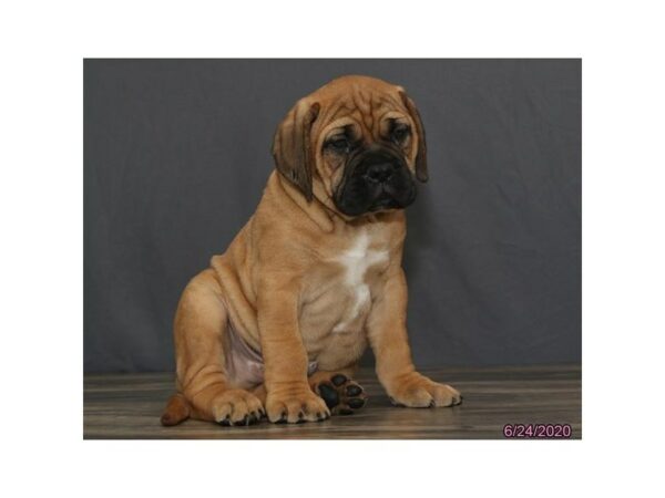 Bullmastiff DOG Male Red Fawn 24410 Petland Racine, Wisconsin