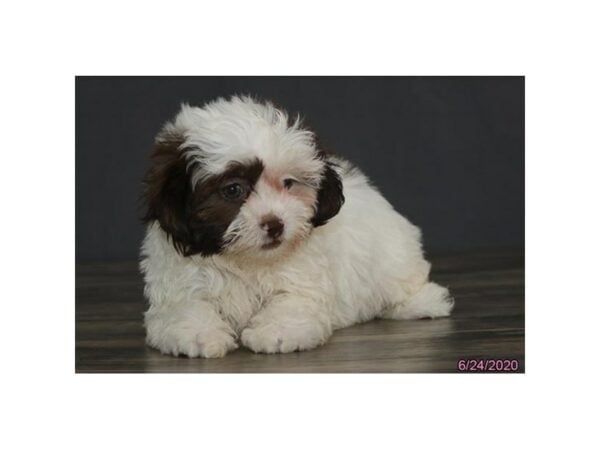 Shihpoo-DOG-Female-Liver / White-24401-Petland Racine, Wisconsin