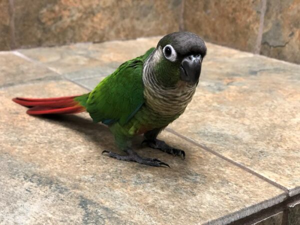 Green Cheek Conure BIRD Male 15664 Petland Racine, Wisconsin