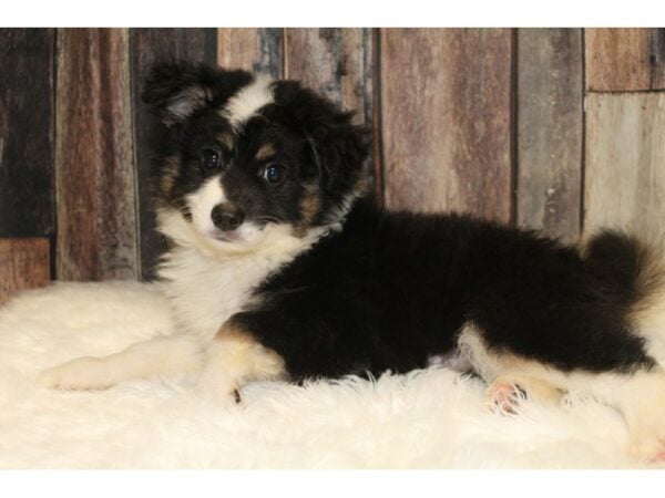 Australian Shepherd / American Eskimo-DOG-Male-Black / White-15659-Petland Racine, Wisconsin