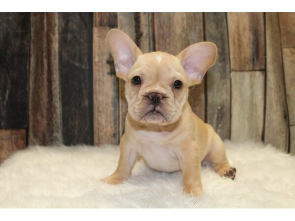 French Bulldog-DOG-Male-Fawn-15667-Petland Racine, Wisconsin