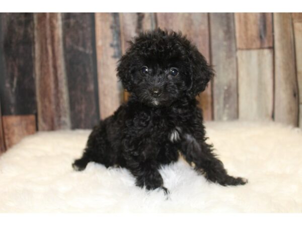 Aussiedoodle-DOG-Male-Black-15668-Petland Racine, Wisconsin