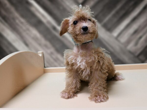 Schnoodle-DOG-Female-APCT-24419-Petland Racine, Wisconsin