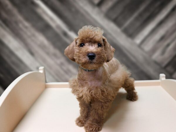Schnoodle-DOG-Male-RED-24418-Petland Racine, Wisconsin