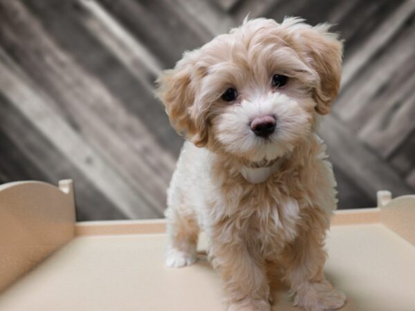 Maltipoo DOG Male Cream 24407 Petland Racine, Wisconsin