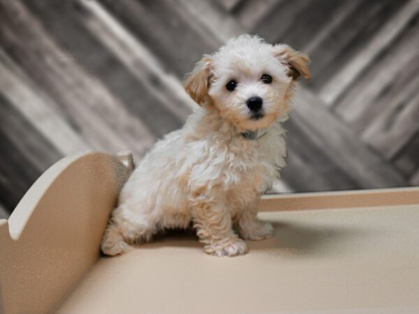 Maltipoo DOG Male APCT 24415 Petland Racine, Wisconsin