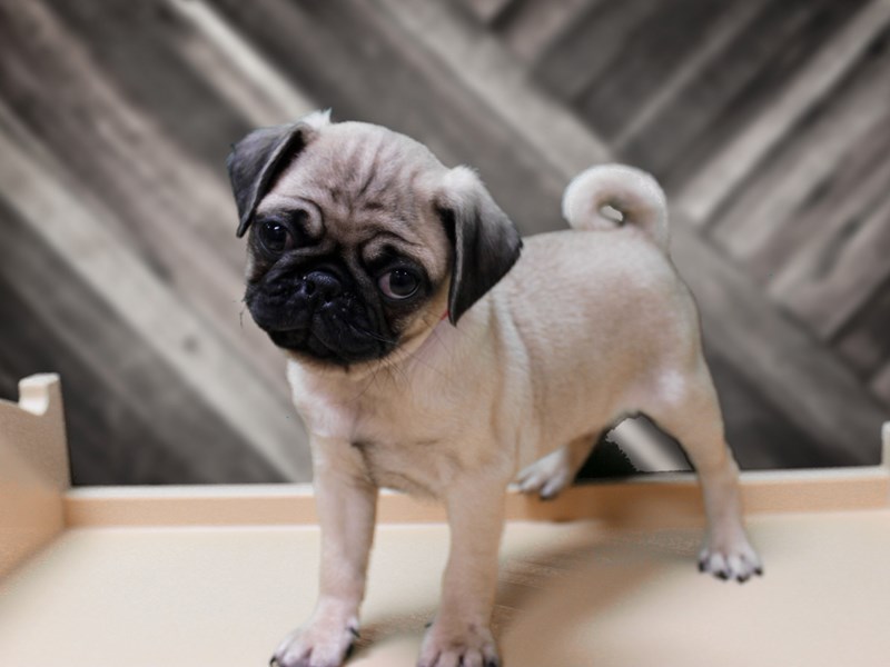 化粧下地 PUG Pug Puppy FAWN ID:24413 Located at Petland Racine, Wisconsin