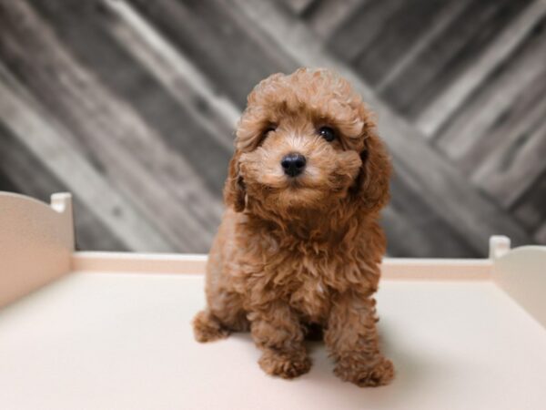 Poodle-DOG-Male-Red-24400-Petland Racine, Wisconsin