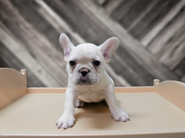 French Bulldog-DOG-Female-CREAM-24412-Petland Racine, Wisconsin