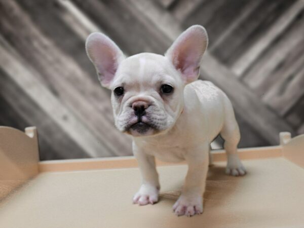 French Bulldog-DOG-Male-CREAM-24411-Petland Racine, Wisconsin