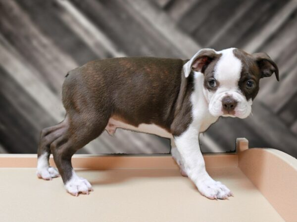 Boston Terrier-DOG-Male-Red / White-24405-Petland Racine, Wisconsin