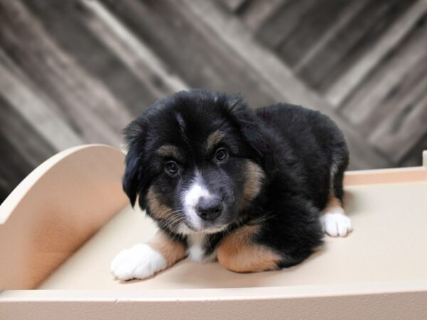 Australian Shepherd-DOG-Male-Black-24399-Petland Racine, Wisconsin