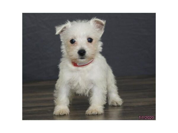 West Highland White Terrier DOG Female White 24430 Petland Racine, Wisconsin