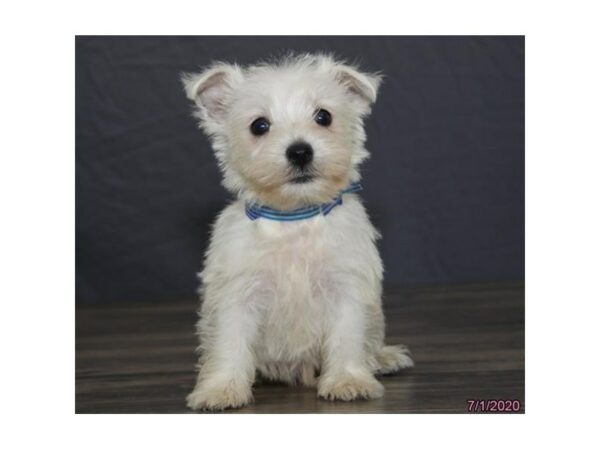 West Highland White Terrier DOG Male White 24431 Petland Racine, Wisconsin