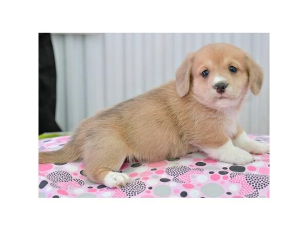 Pembroke Welsh Corgi/Dachshund-DOG-Male-Red / White-24423-Petland Racine, Wisconsin