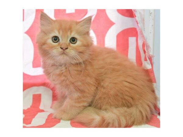 Exotic Shorthair-CAT-Male-Yellow-24425-Petland Racine, Wisconsin