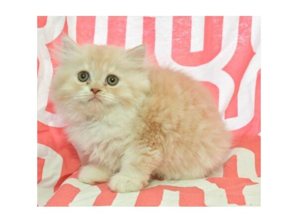 Exotic Shorthair-CAT-Male-Yellow-24424-Petland Racine, Wisconsin