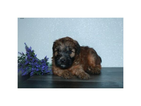 Soft Coated Wheaten Terrier-DOG-Female-Wheaten-15671-Petland Racine, Wisconsin