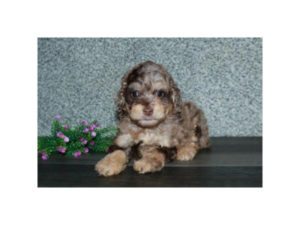 Cock A Poo-DOG-Female-Chocolate Merle-15678-Petland Racine, Wisconsin