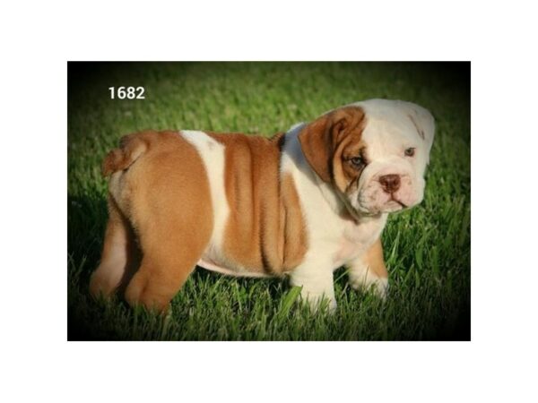 Victorian Bulldog-DOG-Male-White / Red-15679-Petland Racine, Wisconsin