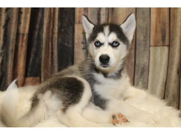 Siberian Husky-DOG-Female-Black & White-15670-Petland Racine, Wisconsin