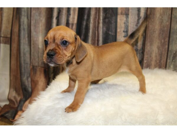 Frengle-DOG-Female-dark fawn-15672-Petland Racine, Wisconsin