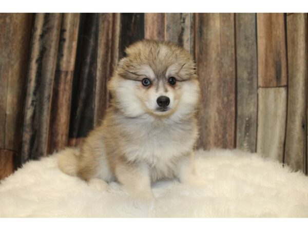 American Eskimo / Alaskan Klee Kia-DOG-Male-Black Tan / White-15673-Petland Racine, Wisconsin