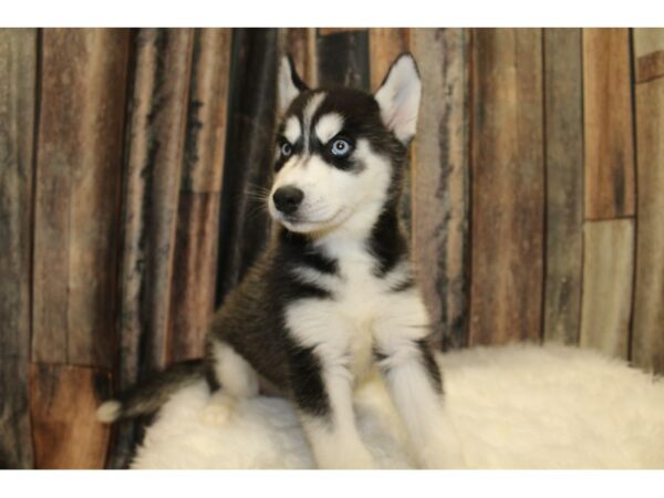 Siberian Husky-DOG-Female-Black / White-15674-Petland Racine, Wisconsin