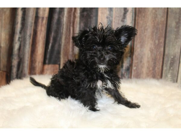 Yo-Chon DOG Female Black / White 15680 Petland Racine, Wisconsin