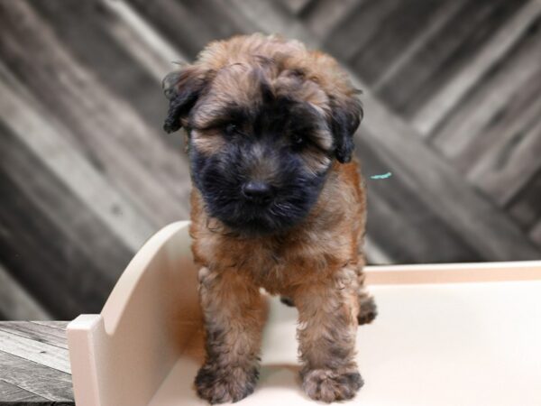 Soft Coated Wheaten Terrier-DOG-Female-Wheaten-24434-Petland Racine, Wisconsin