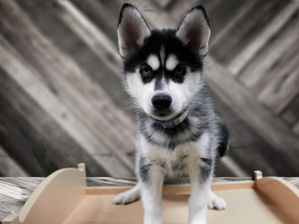 Siberian Husky-DOG-Male-Black & White-24437-Petland Racine, Wisconsin