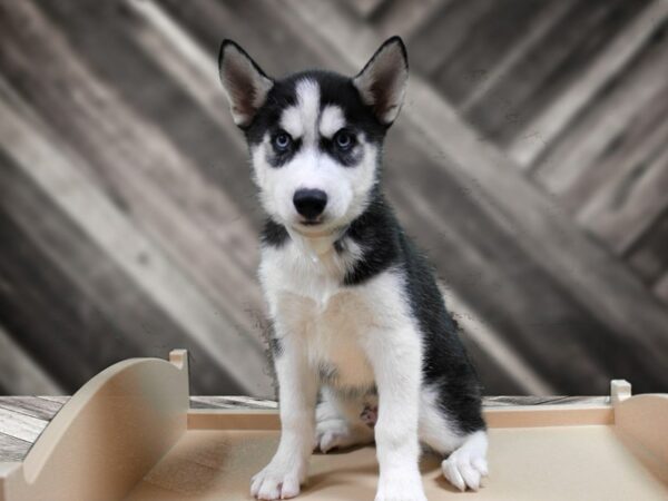 Siberian Husky-DOG-Male-Black / White-24432-Petland Racine, Wisconsin