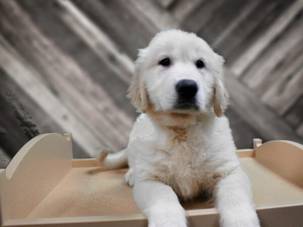 Golden Retriever-DOG-Male-Cream-24433-Petland Racine, Wisconsin