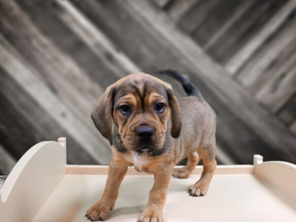 Frengle-DOG-Male-dark fawn-24435-Petland Racine, Wisconsin