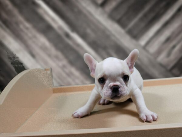 French Bulldog-DOG-Female-WH/FAWN-24441-Petland Racine, Wisconsin