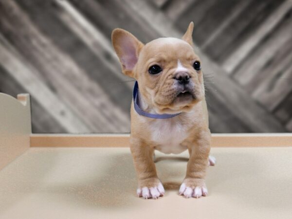 French Bulldog-DOG-Male-DARK FAWN-24442-Petland Racine, Wisconsin