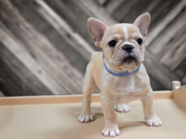 French Bulldog-DOG-Female-FAWN-24444-Petland Racine, Wisconsin