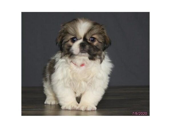 Pekingese DOG Female Sable / White 15687 Petland Racine, Wisconsin