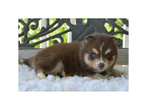 Pomsky-DOG-Female-Chocolate-15683-Petland Racine, Wisconsin