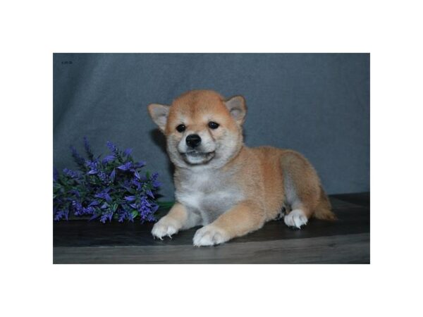 Shiba Inu-DOG-Male-Red-15684-Petland Racine, Wisconsin
