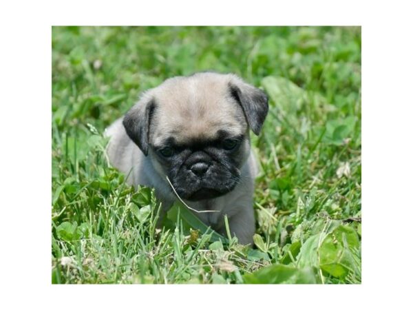 Puggle 2nd Gen-DOG-Female-Fawn-15685-Petland Racine, Wisconsin