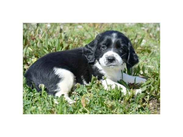 English Springer Spaniel DOG Male Black / White 24459 Petland Racine, Wisconsin