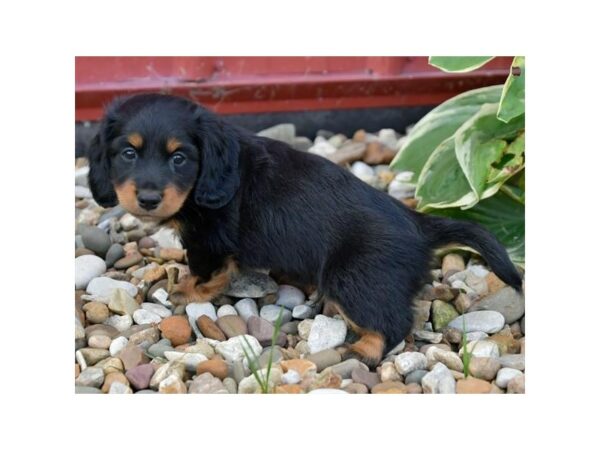 Dachshund-DOG-Male-Black / Tan-24458-Petland Racine, Wisconsin