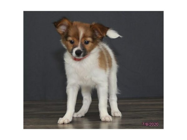 Papillon DOG Female Brown / White 24454 Petland Racine, Wisconsin