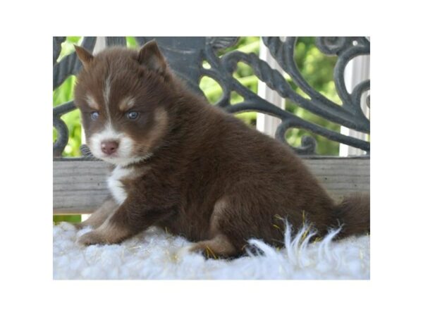 Pomsky-DOG-Male-Chocolate-24447-Petland Racine, Wisconsin