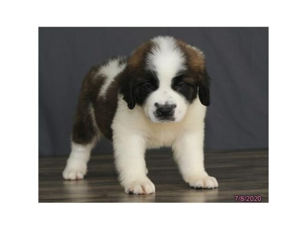 Saint Bernard DOG Female Brown / White 24453 Petland Racine, Wisconsin